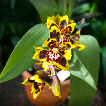 Orquídeas - Jardim Botanico do Rio de Janeiro