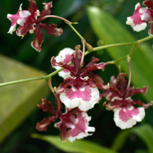 Orquídeas - Jardim Botanico do Rio de Janeiro